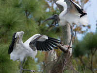 The wood stork (Mycteria americana) is a large wading bird in the family Ciconiidae. The wood stork is native to the subtropics and tropics...