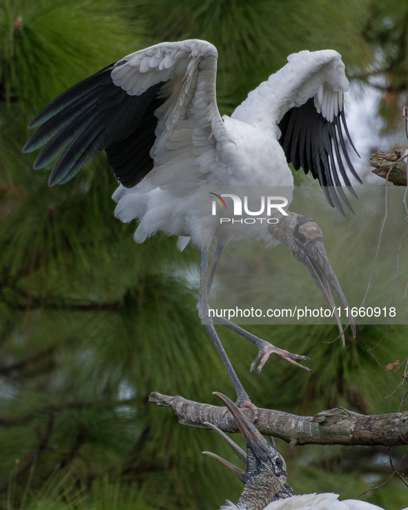 The wood stork (Mycteria americana) is a large wading bird in the family Ciconiidae. The wood stork is native to the subtropics and tropics...