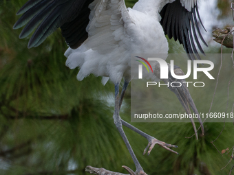 The wood stork (Mycteria americana) is a large wading bird in the family Ciconiidae. The wood stork is native to the subtropics and tropics...