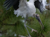 The wood stork (Mycteria americana) is a large wading bird in the family Ciconiidae. The wood stork is native to the subtropics and tropics...