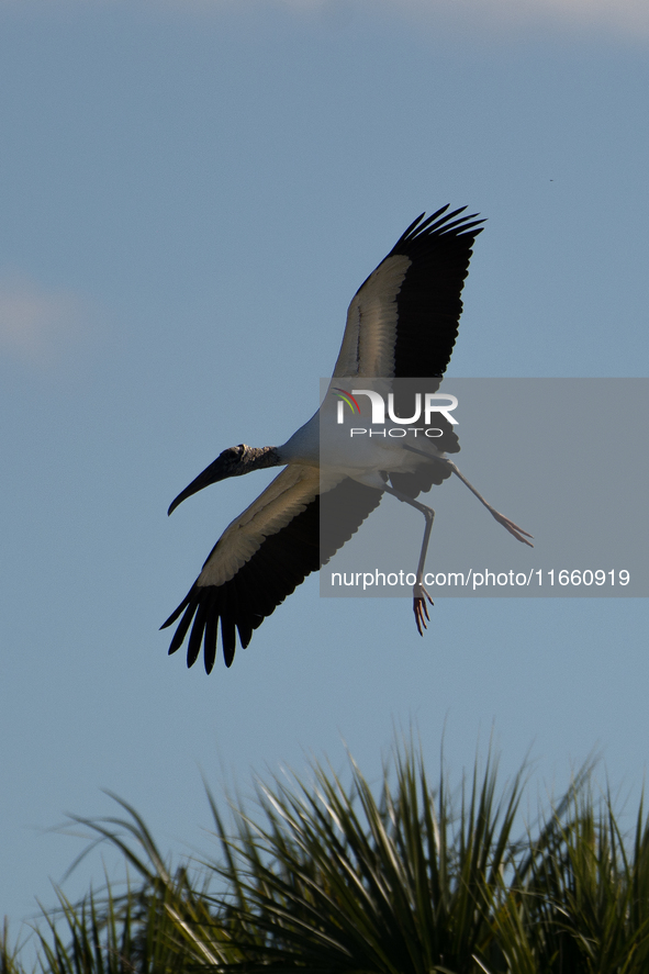 The wood stork (Mycteria americana) is a large wading bird in the family Ciconiidae. The wood stork is native to the subtropics and tropics...