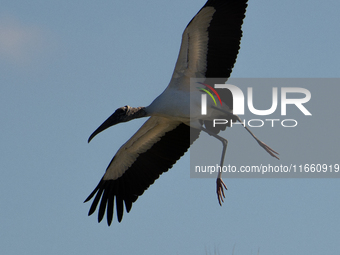 The wood stork (Mycteria americana) is a large wading bird in the family Ciconiidae. The wood stork is native to the subtropics and tropics...