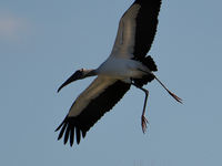 The wood stork (Mycteria americana) is a large wading bird in the family Ciconiidae. The wood stork is native to the subtropics and tropics...