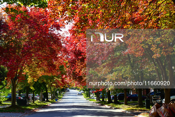 Colorful maple trees appear during the autumn season in Markham, Ontario, Canada, on October 12, 2024. 