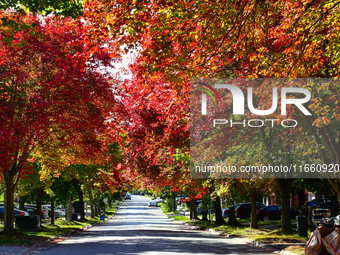 Colorful maple trees appear during the autumn season in Markham, Ontario, Canada, on October 12, 2024. (