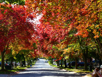 Colorful maple trees appear during the autumn season in Markham, Ontario, Canada, on October 12, 2024. (