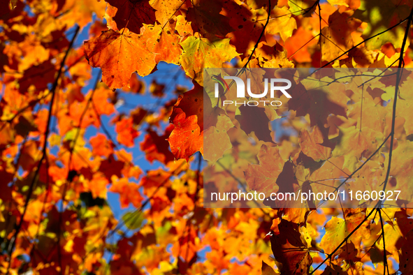 Colorful maple leaves appear during the autumn season in Markham, Ontario, Canada, on October 12, 2024. 