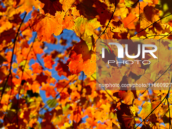 Colorful maple leaves appear during the autumn season in Markham, Ontario, Canada, on October 12, 2024. (