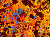 Colorful maple leaves appear during the autumn season in Markham, Ontario, Canada, on October 12, 2024. (