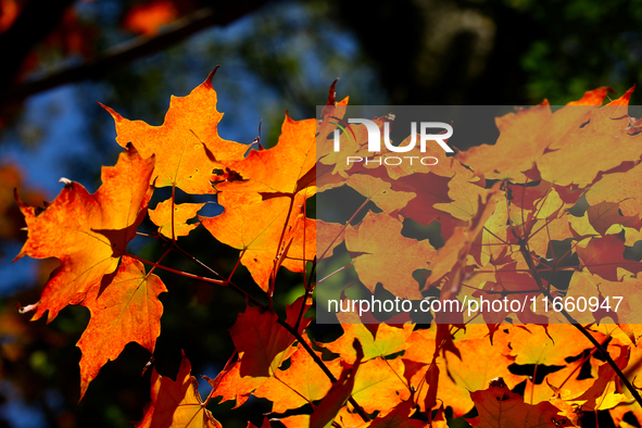 Colorful maple leaves appear during the autumn season in Markham, Ontario, Canada, on October 12, 2024. 