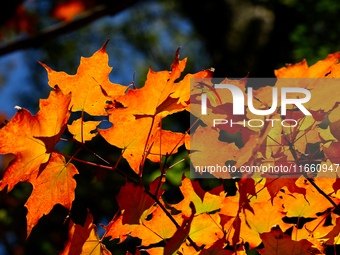 Colorful maple leaves appear during the autumn season in Markham, Ontario, Canada, on October 12, 2024. (