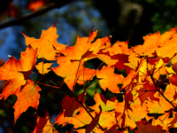 Colorful maple leaves appear during the autumn season in Markham, Ontario, Canada, on October 12, 2024. (