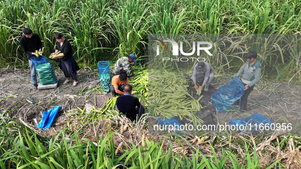 Villagers harvest water bamboo in a field at the Wuli village water stem production base in Lianyungang, Jiangsu province, China, on October...