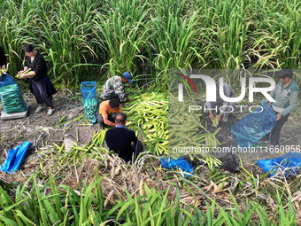 Villagers harvest water bamboo in a field at the Wuli village water stem production base in Lianyungang, Jiangsu province, China, on October...