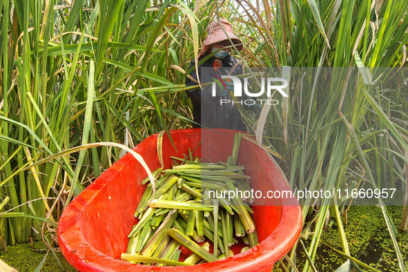 Villagers harvest water bamboo in a field at the Wuli village water stem production base in Lianyungang, Jiangsu province, China, on October...