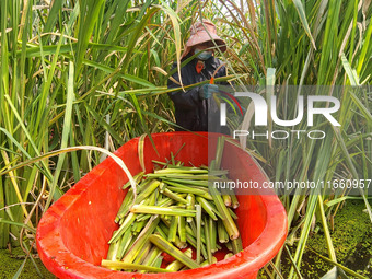 Villagers harvest water bamboo in a field at the Wuli village water stem production base in Lianyungang, Jiangsu province, China, on October...