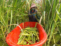 Villagers harvest water bamboo in a field at the Wuli village water stem production base in Lianyungang, Jiangsu province, China, on October...