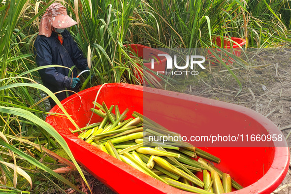 Villagers harvest water bamboo in a field at the Wuli village water stem production base in Lianyungang, Jiangsu province, China, on October...