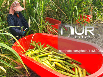 Villagers harvest water bamboo in a field at the Wuli village water stem production base in Lianyungang, Jiangsu province, China, on October...