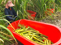 Villagers harvest water bamboo in a field at the Wuli village water stem production base in Lianyungang, Jiangsu province, China, on October...