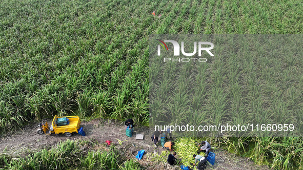 Villagers harvest water bamboo in a field at the Wuli village water stem production base in Lianyungang, Jiangsu province, China, on October...