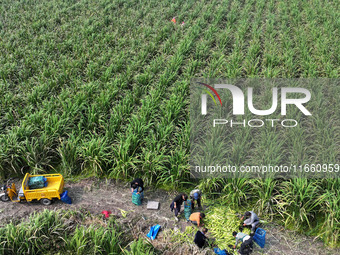 Villagers harvest water bamboo in a field at the Wuli village water stem production base in Lianyungang, Jiangsu province, China, on October...