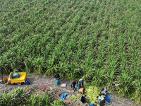 Villagers harvest water bamboo in a field at the Wuli village water stem production base in Lianyungang, Jiangsu province, China, on October...