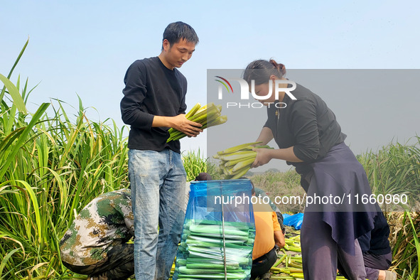 Villagers harvest water bamboo in a field at the Wuli village water stem production base in Lianyungang, Jiangsu province, China, on October...