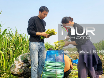 Villagers harvest water bamboo in a field at the Wuli village water stem production base in Lianyungang, Jiangsu province, China, on October...