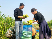 Villagers harvest water bamboo in a field at the Wuli village water stem production base in Lianyungang, Jiangsu province, China, on October...