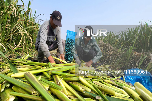 Villagers harvest water bamboo in a field at the Wuli village water stem production base in Lianyungang, Jiangsu province, China, on October...