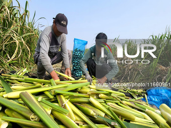 Villagers harvest water bamboo in a field at the Wuli village water stem production base in Lianyungang, Jiangsu province, China, on October...