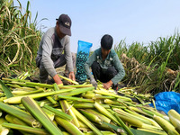 Villagers harvest water bamboo in a field at the Wuli village water stem production base in Lianyungang, Jiangsu province, China, on October...