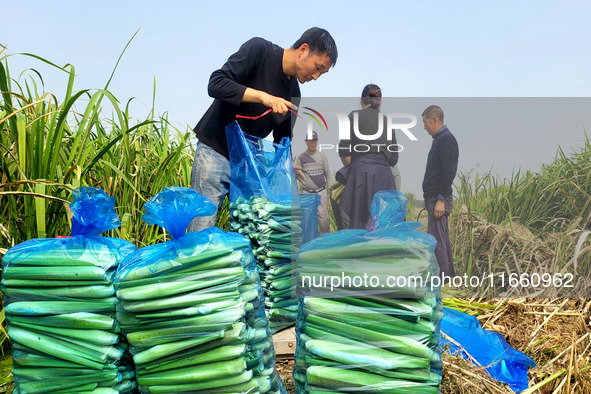 Villagers harvest water bamboo in a field at the Wuli village water stem production base in Lianyungang, Jiangsu province, China, on October...