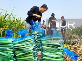 Villagers harvest water bamboo in a field at the Wuli village water stem production base in Lianyungang, Jiangsu province, China, on October...