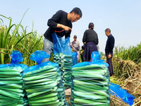 Villagers harvest water bamboo in a field at the Wuli village water stem production base in Lianyungang, Jiangsu province, China, on October...