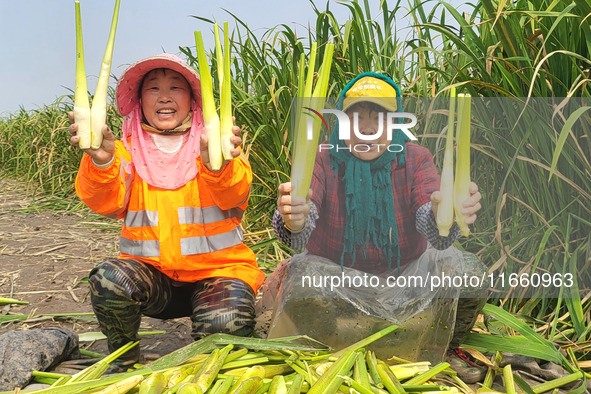 Villagers harvest water bamboo in a field at the Wuli village water stem production base in Lianyungang, Jiangsu province, China, on October...