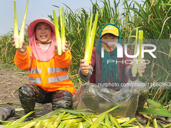 Villagers harvest water bamboo in a field at the Wuli village water stem production base in Lianyungang, Jiangsu province, China, on October...