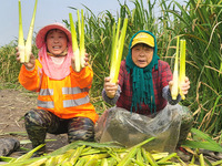 Villagers harvest water bamboo in a field at the Wuli village water stem production base in Lianyungang, Jiangsu province, China, on October...