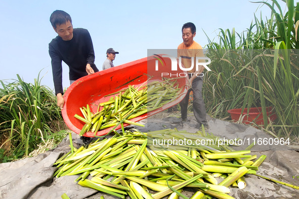 Villagers harvest water bamboo in a field at the Wuli village water stem production base in Lianyungang, Jiangsu province, China, on October...