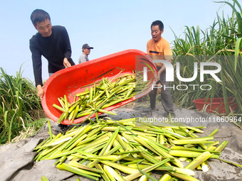 Villagers harvest water bamboo in a field at the Wuli village water stem production base in Lianyungang, Jiangsu province, China, on October...