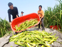 Villagers harvest water bamboo in a field at the Wuli village water stem production base in Lianyungang, Jiangsu province, China, on October...