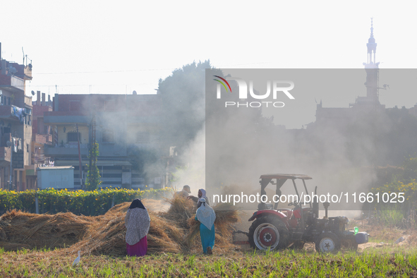 Farmers gather to harvest rice during the Egyptian rice harvest season, which starts from mid-August to the end of October, in Sharkia Gover...