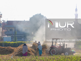 Farmers gather to harvest rice during the Egyptian rice harvest season, which starts from mid-August to the end of October, in Sharkia Gover...