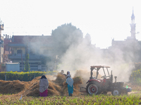 Farmers gather to harvest rice during the Egyptian rice harvest season, which starts from mid-August to the end of October, in Sharkia Gover...