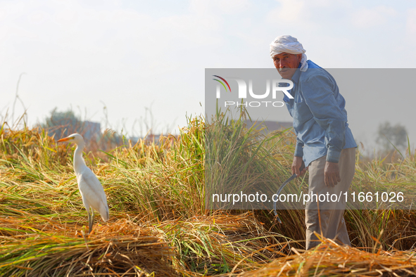 Farmers gather to harvest rice during the Egyptian rice harvest season, which starts from mid-August to the end of October, in Sharkia Gover...