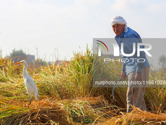 Farmers gather to harvest rice during the Egyptian rice harvest season, which starts from mid-August to the end of October, in Sharkia Gover...