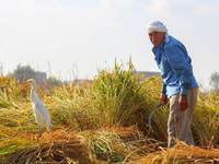 Farmers gather to harvest rice during the Egyptian rice harvest season, which starts from mid-August to the end of October, in Sharkia Gover...