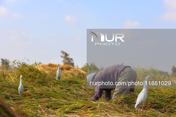 Farmers gather to harvest rice during the Egyptian rice harvest season, which starts from mid-August to the end of October, in Sharkia Gover...