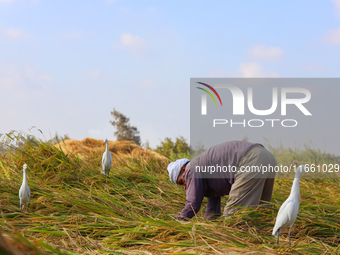 Farmers gather to harvest rice during the Egyptian rice harvest season, which starts from mid-August to the end of October, in Sharkia Gover...